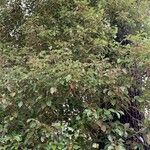 Cinnamomum camphora পাতা