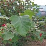 Crataegus coccinea Blad