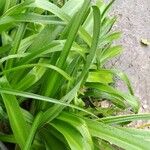 Crinum latifolium Foglia