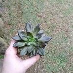 Echeveria affinis Ліст