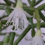 Rhipsalis cereuscula Flor