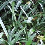 Clivia gardenii Habit