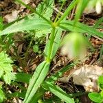 Stellaria palustris Folha