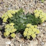 Lomatium dasycarpum Хабит