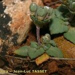 Androsace maxima Libunga