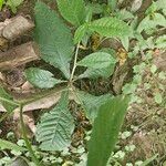 Elephantopus carolinianus Leaf