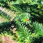 Abies numidica ഇല