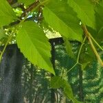 Campsis radicans Leaf