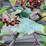 Crataegus phaenopyrum Plod