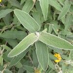 Phlomis fruticosaFolla