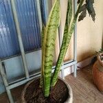 Sansevieria trifasciataLeaf