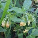 Symphytum tuberosum Flower