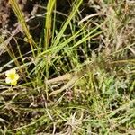 Linum volkensii Hàbitat