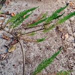 Fabiana imbricata Leaf