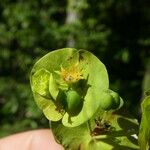 Euphorbia amygdaloides Fruto