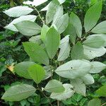 Sanrafaelia ruffonammari Hoja