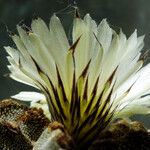 Astrophytum myriostigma 花