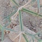 Fagonia indica പുറംതൊലി