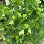 Euphorbia lathyris फल