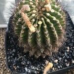 Acanthocalycium spiniflorum Folha