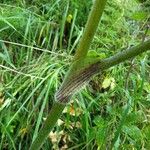 Heracleum dissectum Kora