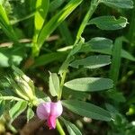 Vicia sativaFlower