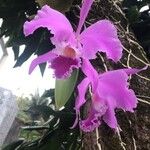 Cattleya jenmanii Кветка