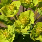 Euphorbia biumbellata 花