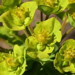 Euphorbia biumbellata Кветка