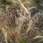 Stipa capillata برگ