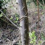 Prunus spinosa Bark