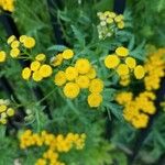 Tanacetum vulgareFlower