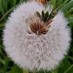 Taraxacum rubicundum Mbuma