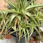 Dyckia brevifolia Лист