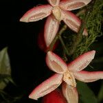 Chrysochlamys glauca Flor