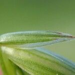 Bromus commutatus Leaf