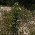 Asclepias arenaria Habit