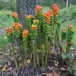 Arum italicumFruit