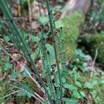 Equisetum hyemaleBlatt