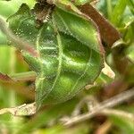 Oenothera stricta 葉