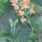 Epidendrum radicans फूल