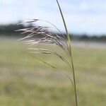 Bromus tectorum Virág