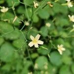 Lactuca muralis Flower