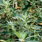 Chenopodium betaceum Ліст