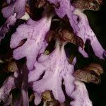 Himantoglossum metlesicsianum 花