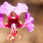 Clarkia rhomboidea Blüte