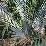 Encephalartos lehmannii Hoja