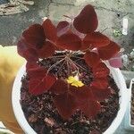 Oxalis hedysaroides Leaf