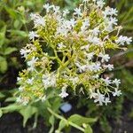 Valeriana angustifolia Blüte