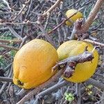 Chaenomeles japonica Fruit